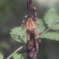 ** :: Зоя Мишина