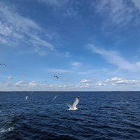 На крыло :: Хватова Марина 