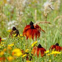 середина августа  1 :: Александр Прокудин