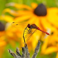 середина августа 4 :: Александр Прокудин середина августа 4 :: Александр Прокудин