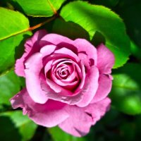 Роза :: Наталья 