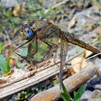 Самка крокотемиса красного :: Константин Штарк