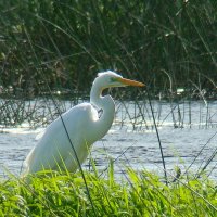 большая белая цапля :: gawrilа - dan