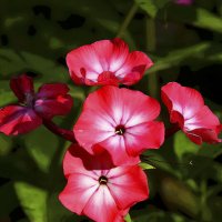 Флоксы :: Наталья 