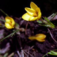 К солнышку :: Наталья 