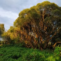 * * * :: Андрей Лукьянов