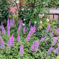 Астильба. :: Ольга 