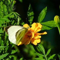 Картинка августа. :: Милешкин Владимир Алексеевич 