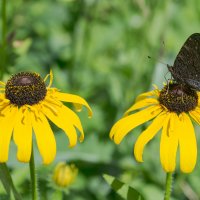 *** :: Виктор Иванович Чернюк