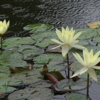 Кувшинка :: Рита Симонова