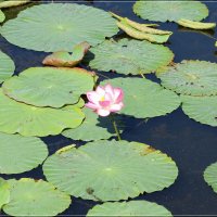 Лотос :: Сеня Белгородский