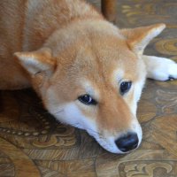 В задумчивости) :: Татьяна Лютаева В задумчивости) :: Татьяна Лютаева