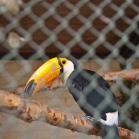 Екатеринбург 2016. Зоопарк :: Андрей 