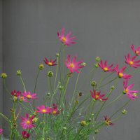 городские цветы :: Лера 