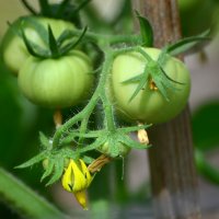 Лето в Ботаническом... Июнь. :: Наташа ***** Лето в Ботаническом... Июнь. :: Наташа *****