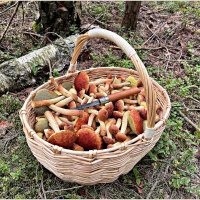 Вчерашний улов золотистых боровичков. :: Валерия Комова