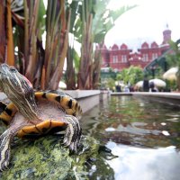 Тропики на Манежке :: Михаил Бибичков