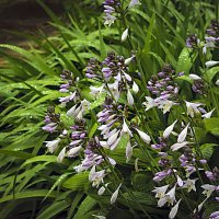 Фотозаррисовка :: Владимир Кроливец