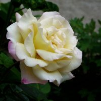 Глория Дей :: Валентин Семчишин Глория Дей :: Валентин Семчишин