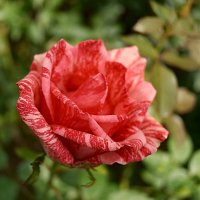 Роза :: Лютый Дровосек Роза :: Лютый Дровосек