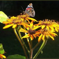 Солнечное лето. :: Ольга Довженко Солнечное лето. :: Ольга Довженко