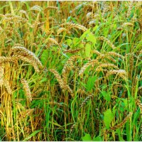 КОЛОСЬЯ... :: Elvira E. КОЛОСЬЯ... :: Elvira E.