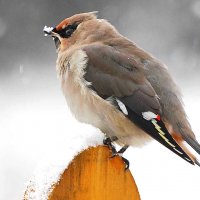 Первая зима :: Михаил Белоусов