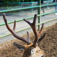 КРАСИВЫЕ_РОГА :: Сергей Янович Микк