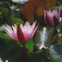 *** :: Елена Kазак (selena1965)