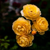 Желтые цветы :: Katarina Nelsio