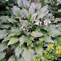 Цветы. :: Владимир Драгунский