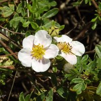 Лапчатка :: Freddy 97