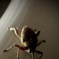 Ночной гость :: mvictoriya 