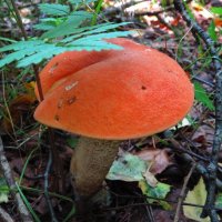 Под листом папоротника :: Андрей Снегерёв Под листом папоротника :: Андрей Снегерёв