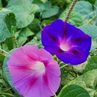 Приветливое утро :: Наталья 