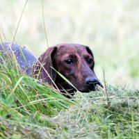 В засаде. :: Владимир Безбородов