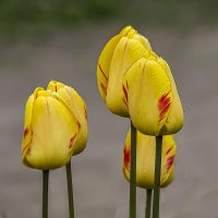 Тюдьпаны. :: Александр Тюдьпаны. :: Александр