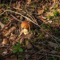 Первенец. :: Михаил "Skipper" Первенец. :: Михаил "Skipper"