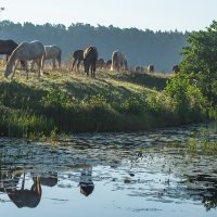 выгул на берегу речки. :: Виктор Евстратов