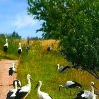 ... :: Степан Карачко