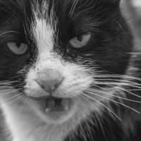 Дикая кошка :: Валерий Елистратов