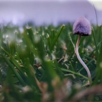 Грибы в городе :: AZ east3