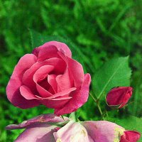 Ускользающая красота... :: Дмитрий