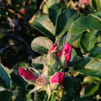 Шиповник :: Андрей 