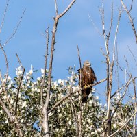 Коршун. :: Yuri Chudnovetz Коршун. :: Yuri Chudnovetz