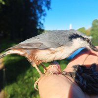 Поползень :: Сапсан 