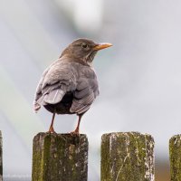 Птичка певчая - черный дрозд (Turdus meruia). :: Светлана Ищенко Птичка певчая - черный дрозд (Turdus meruia). :: Светлана Ищенко