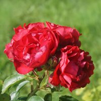 В розарии :: Ольга В розарии :: Ольга