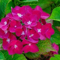 Гортензия на городской клумбе. :: Милешкин Владимир Алексеевич 