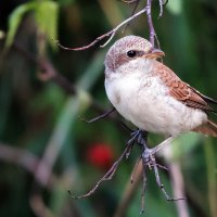 Жулан сорокопут :: Владимир Безбородов